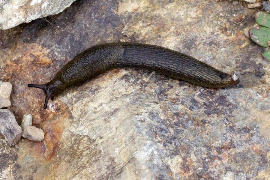 Limax dalla Sardegna [Arion sp.]